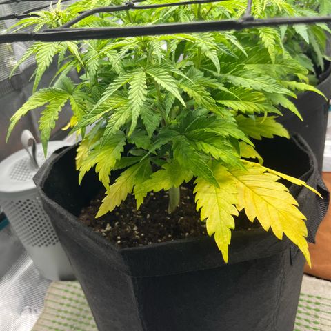 Hulkberry auto growlog timeline photo