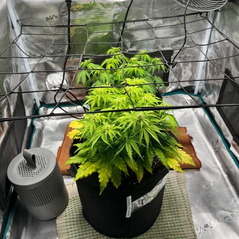 Hulkberry auto growlog timeline photo