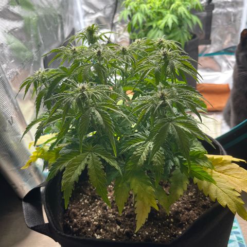 Hulkberry auto growlog timeline photo