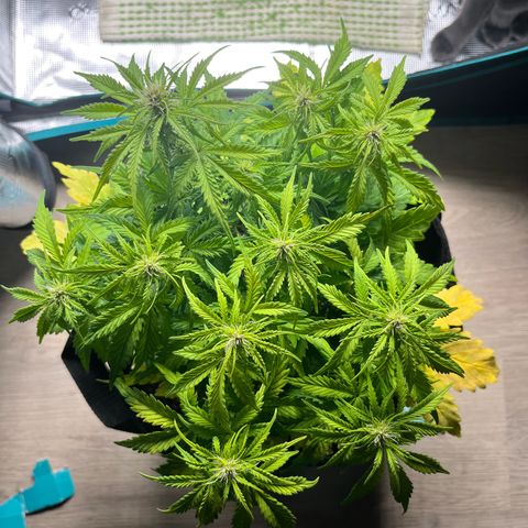 Hulkberry auto growlog timeline photo