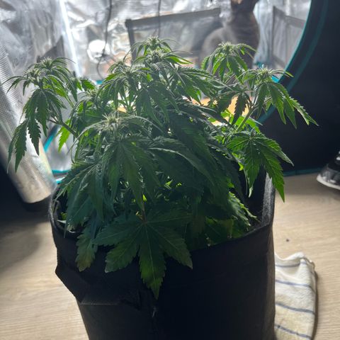 Mimosa auto growlog timeline photo