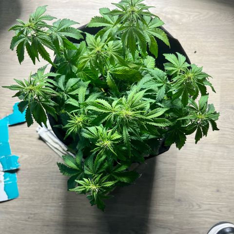 Mimosa auto growlog timeline photo