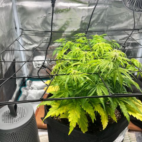 Hulkberry auto growlog timeline photo