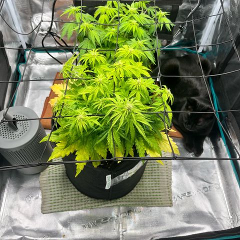 Hulkberry auto growlog timeline photo
