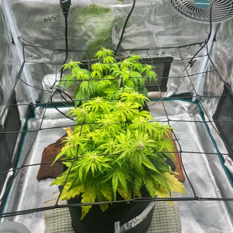 Hulkberry auto growlog timeline photo