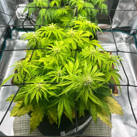 Hulkberry auto growlog timeline photo