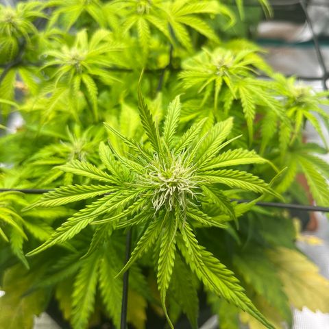 Hulkberry auto growlog timeline photo