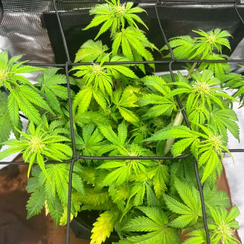 Mimosa auto growlog timeline photo
