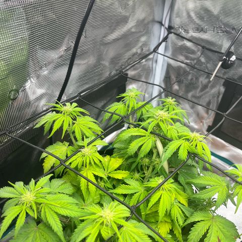 Mimosa auto growlog timeline photo