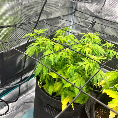 Mimosa auto growlog timeline photo