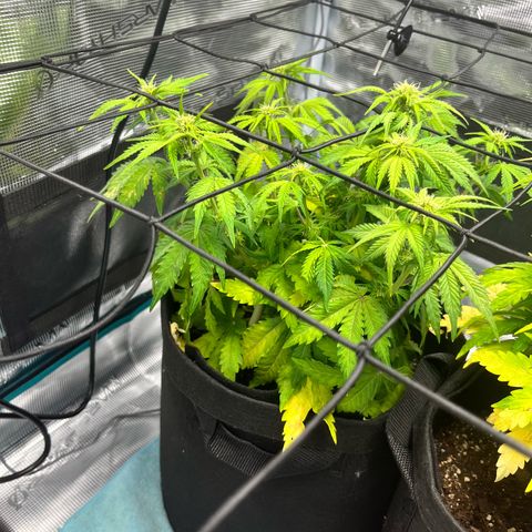 Mimosa auto growlog timeline photo