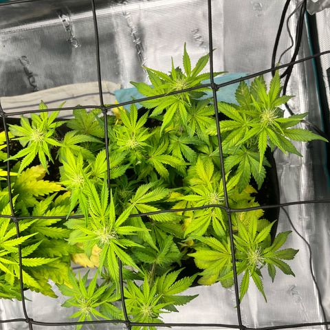 Mimosa auto growlog timeline photo