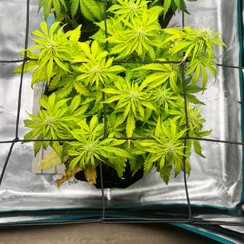 Hulkberry auto growlog timeline photo