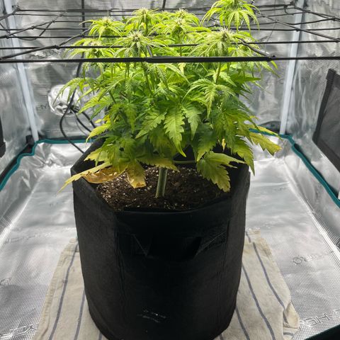 Hulkberry auto growlog timeline photo