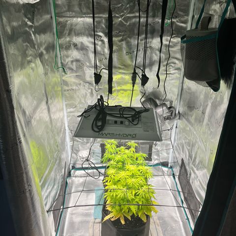 Hulkberry auto growlog timeline photo