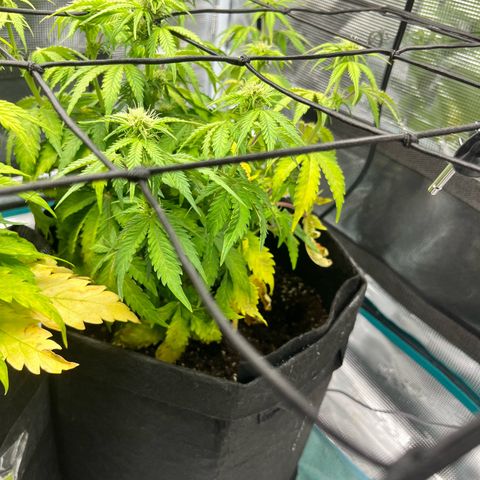 Mimosa auto growlog timeline photo