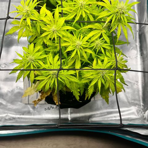 Hulkberry auto growlog timeline photo