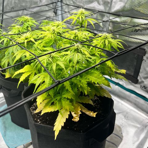 Hulkberry auto growlog timeline photo