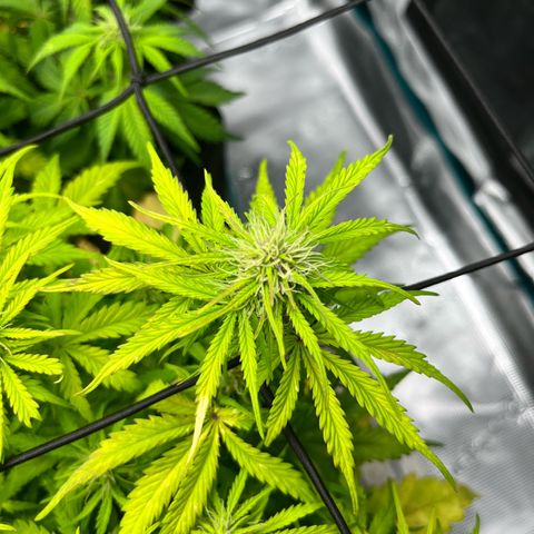 Hulkberry auto growlog timeline photo