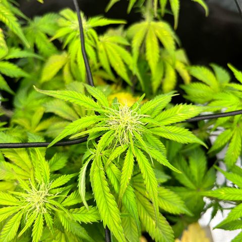 Mimosa auto growlog timeline photo