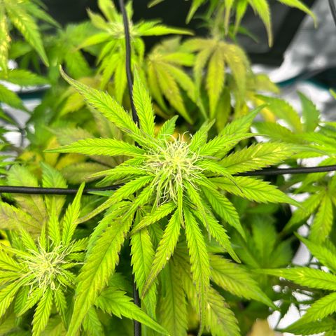 Mimosa auto growlog timeline photo