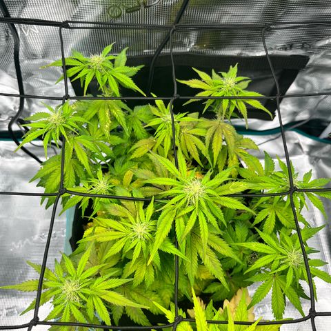 Mimosa auto growlog timeline photo