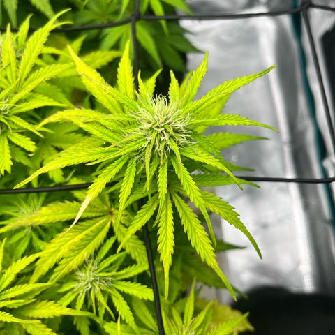 Hulkberry auto growlog timeline photo