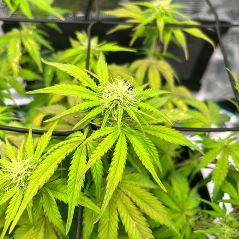 Mimosa auto growlog timeline photo