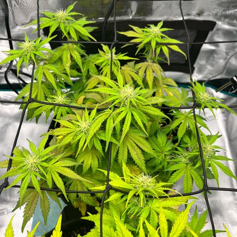 Mimosa auto growlog timeline photo