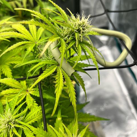 Hulkberry auto growlog timeline photo