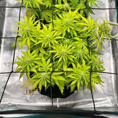 Hulkberry auto growlog timeline photo