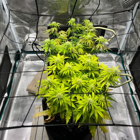 Hulkberry auto growlog timeline photo