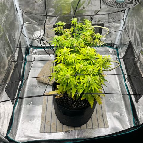 Hulkberry auto growlog timeline photo