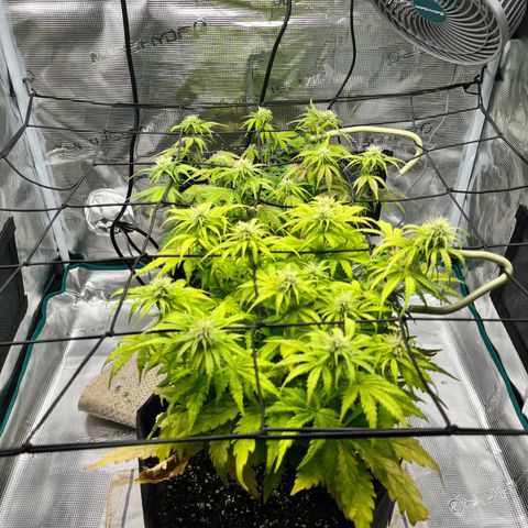 Hulkberry auto growlog timeline photo