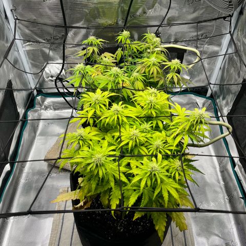 Hulkberry auto growlog timeline photo