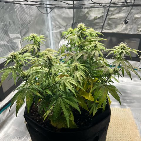 Mimosa auto growlog timeline photo