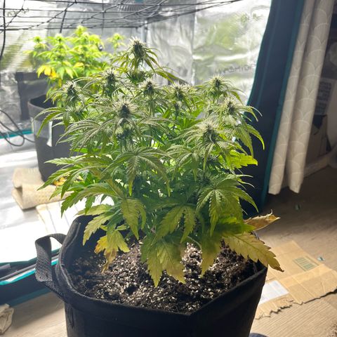 Mimosa auto growlog timeline photo