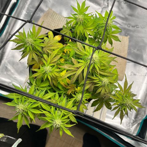 Mimosa auto growlog timeline photo