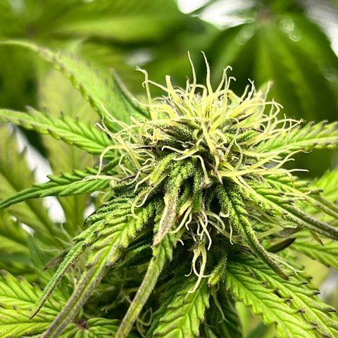 Mimosa auto growlog timeline photo