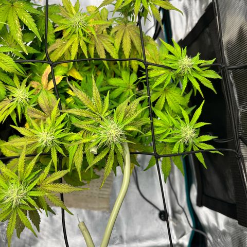 Mimosa auto growlog timeline photo