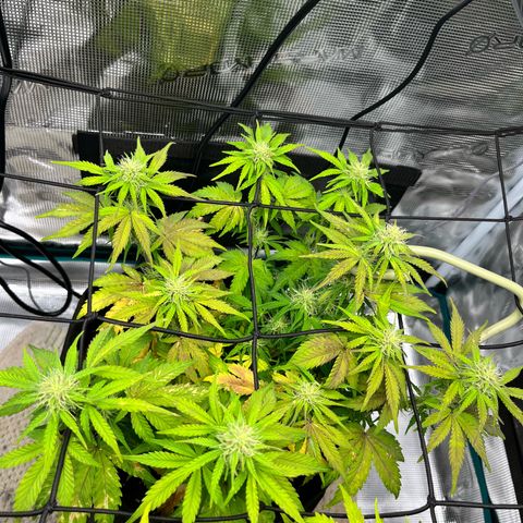 Mimosa auto growlog timeline photo