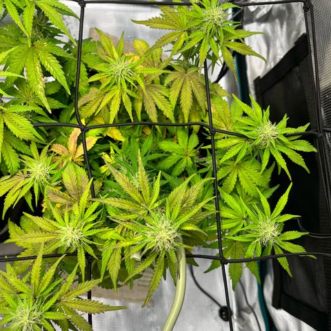Mimosa auto growlog timeline photo
