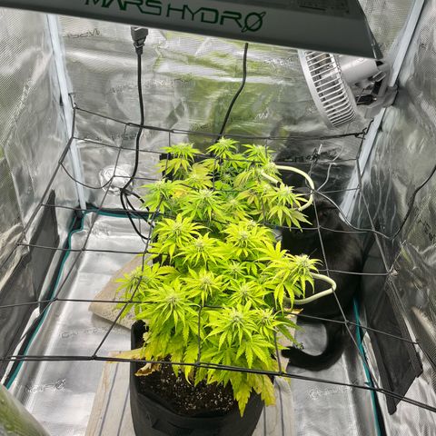 Hulkberry auto growlog timeline photo