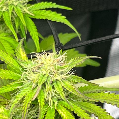 Mimosa auto growlog timeline photo