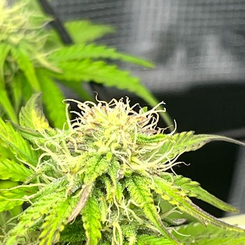 Mimosa auto growlog timeline photo