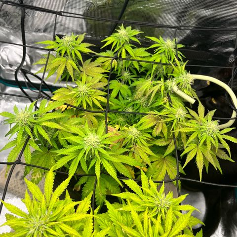 Mimosa auto growlog timeline photo
