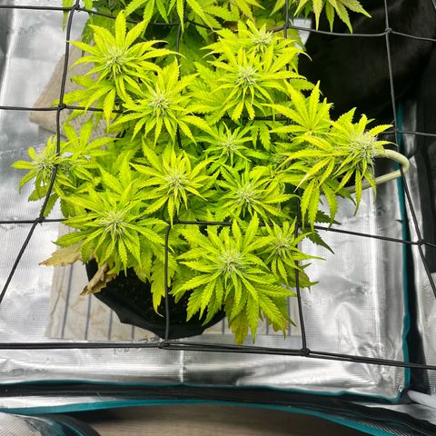 Hulkberry auto growlog timeline photo