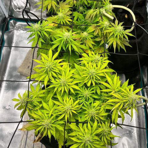 Hulkberry auto growlog timeline photo