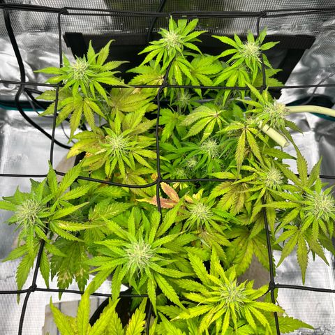 Mimosa auto growlog timeline photo