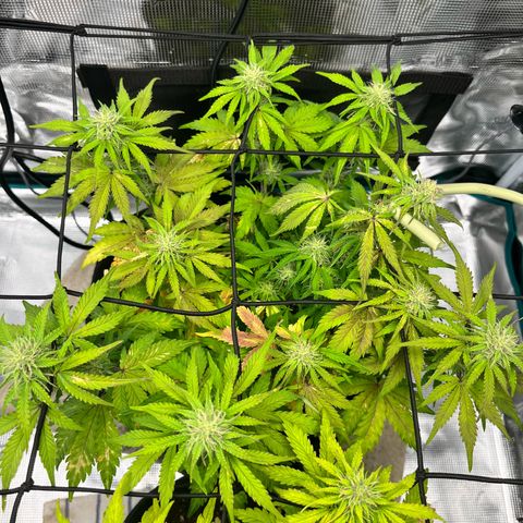Mimosa auto growlog timeline photo